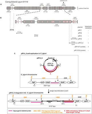 Structure and Function of the Campylobacter jejuni Chromosome Replication Origin